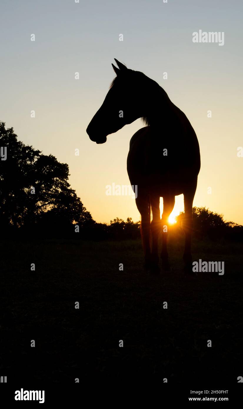 Silueta de un caballo mirando a la izquierda, con claros cielos al atardecer y bajo sol creando un estallido de sol Foto de stock