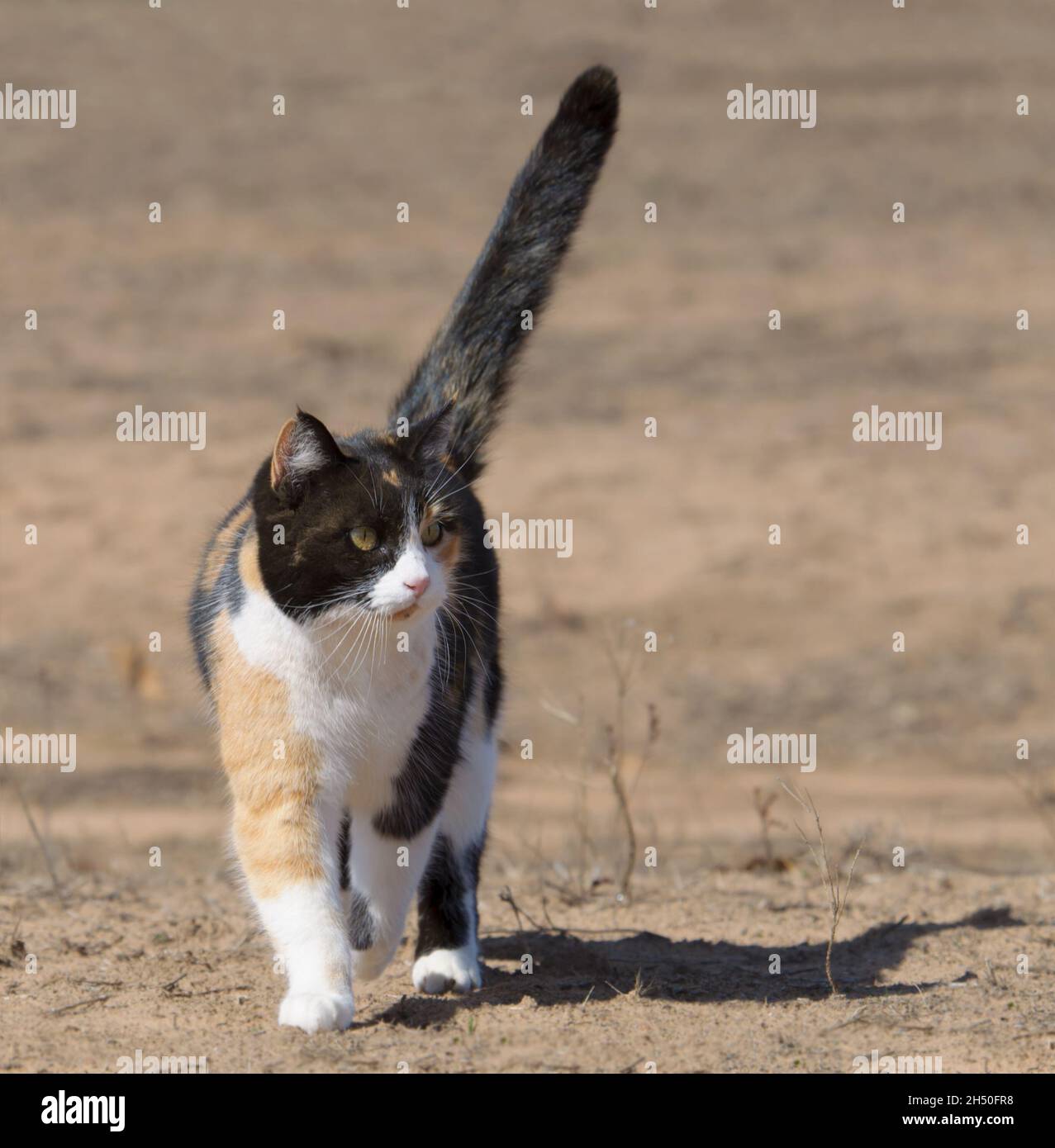 Hermoso gato calico caminando hacia el espectador al aire libre con su cola alta mostrando confianza, mirando a la derecha del espectador Foto de stock