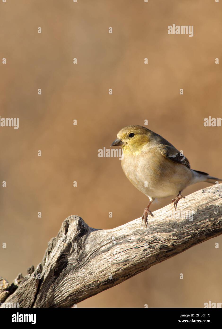 American Gold Finch en invierno plumaje encaramado en un palo seco con fondo de invierno en silencio Foto de stock