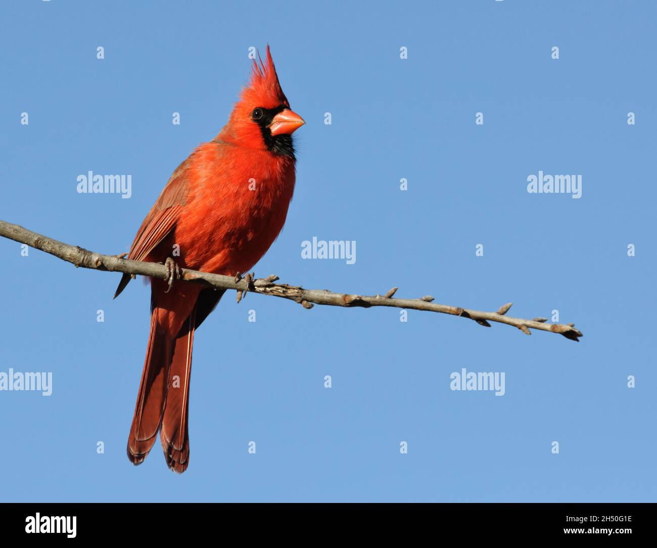 Brillante rojo masculino Northern Cardinal sentado en una rama de roble, con fondo azul cielo claro; con espacio de copia Foto de stock