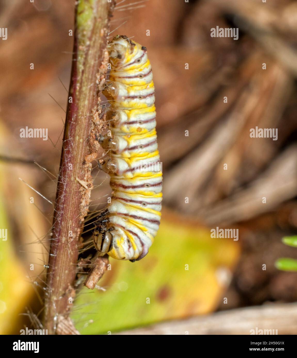 Joven oruga de mariposa monarca en proceso de desprender su piel y transformarla en el próximo instar; con su placa ya suelta y transparente Foto de stock