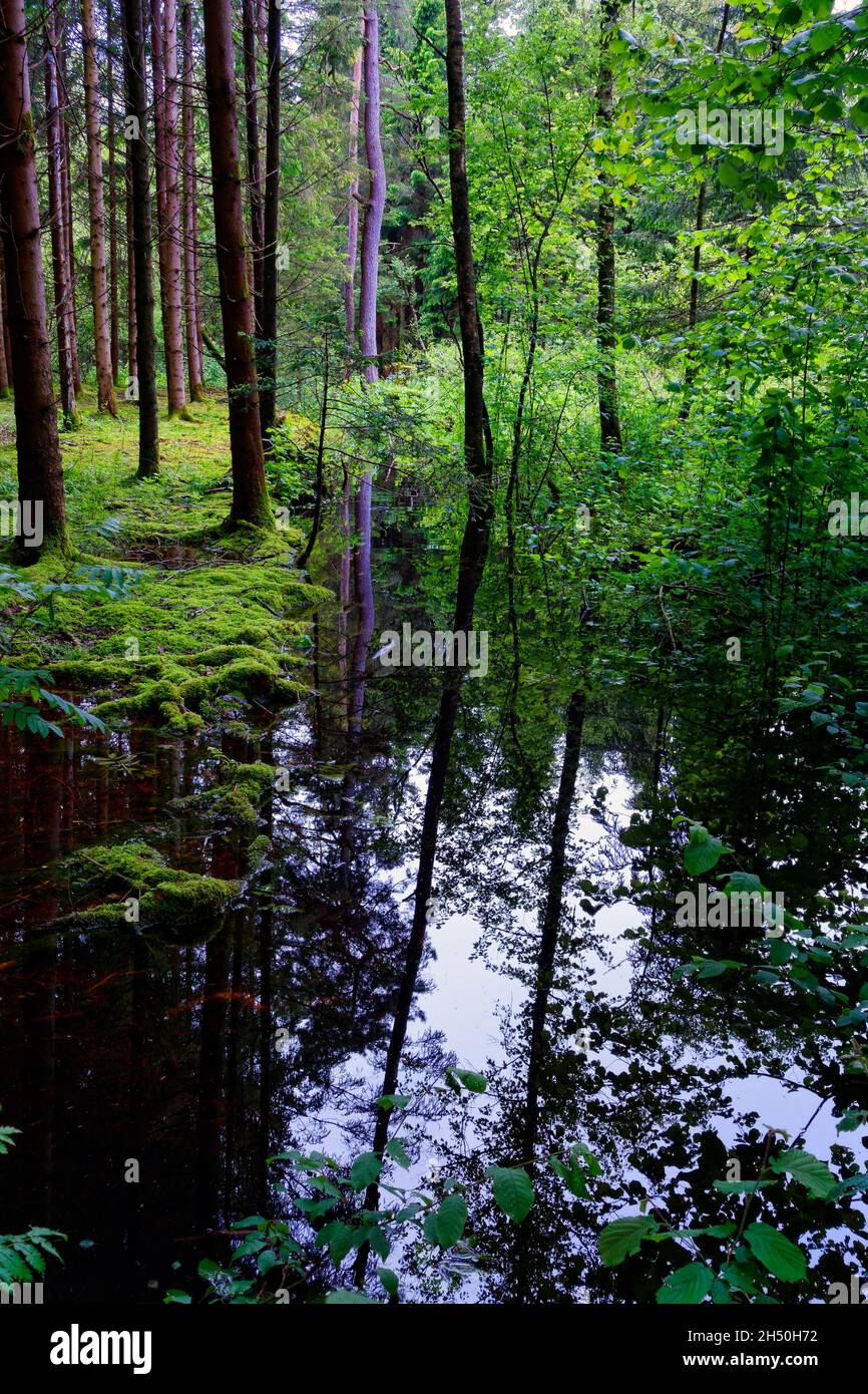 Bosque en aguas profundas, Chiemgau, Alta Baviera Alemania, Europa Foto de stock