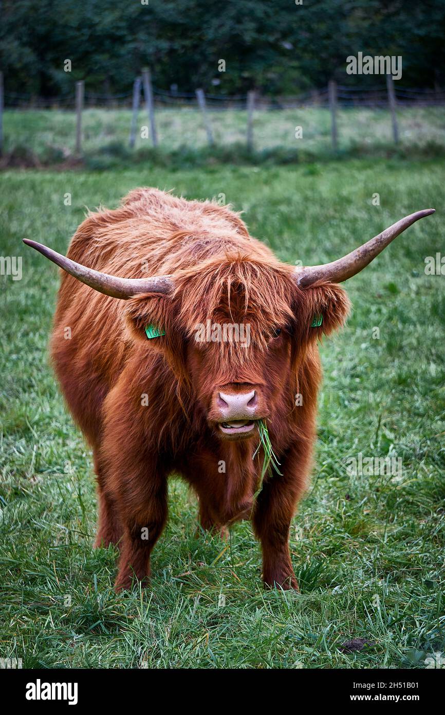 Una vaca de las tierras altas disfrutando del día cerca de Hellesylt, Noruega Foto de stock
