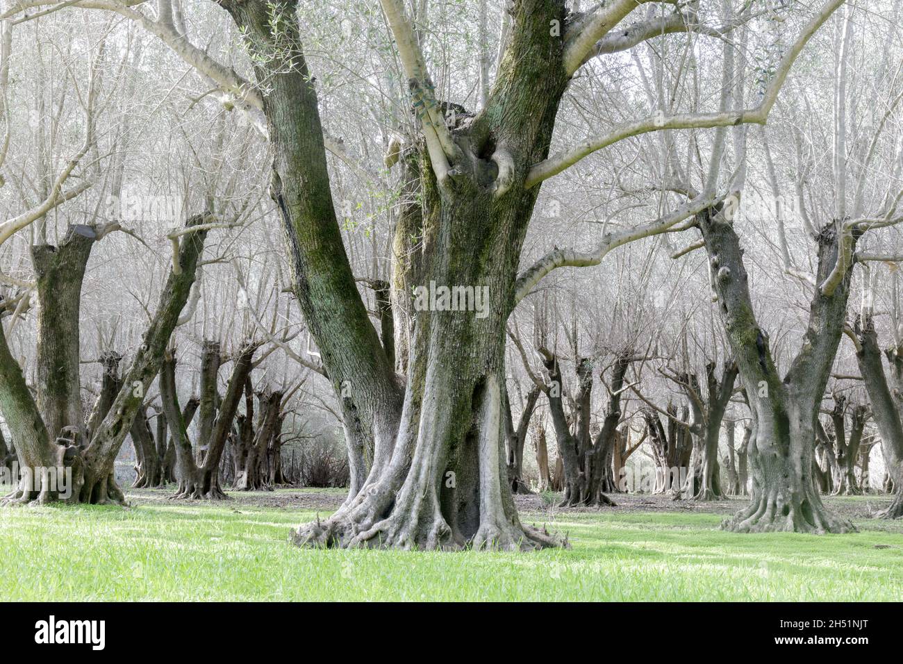 Olivar. Condado de Santa Clara, California, Estados Unidos. Foto de stock