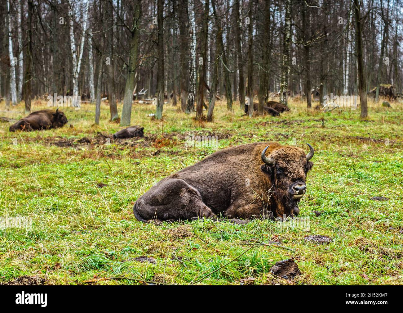 Bisonte, auroquios en el territorio de la reserva adosada de Prioksko. Región de Moscú. Otoño. Foto de stock