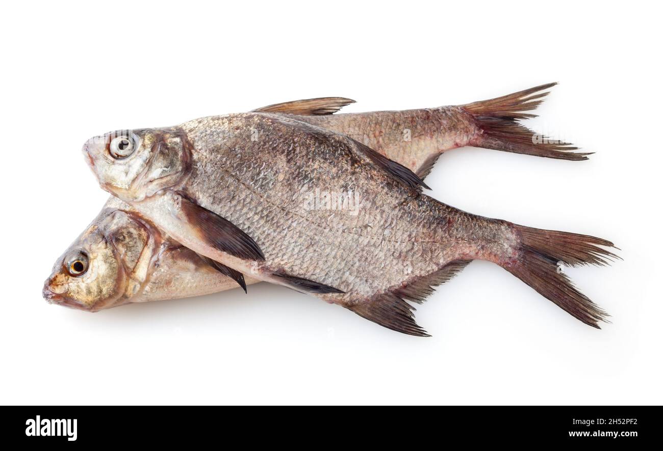 Río común breams aislados sobre fondo blanco. Peces de agua dulce Foto de stock