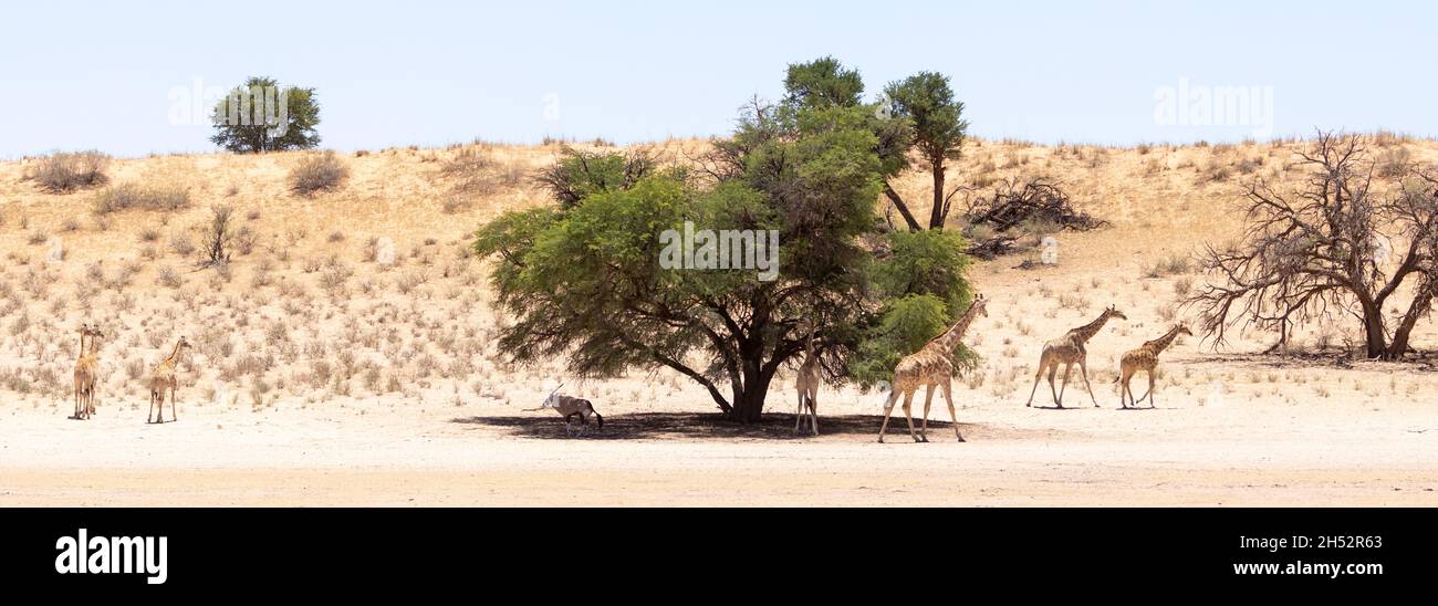 Paisaje panorámico de dunas rojas con Cabo o Giraffe Sudafricana (Giraffa camelopardalis giraffa) y Gemsbok (Oryx gazella) alrededor de un Camel Thorn Tr Foto de stock
