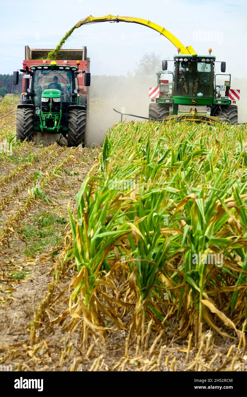 Trabajo agrícola Cosechadora de campo que corta forraje para maíz en tractores-remolques para la agricultura de Alemania Foto de stock