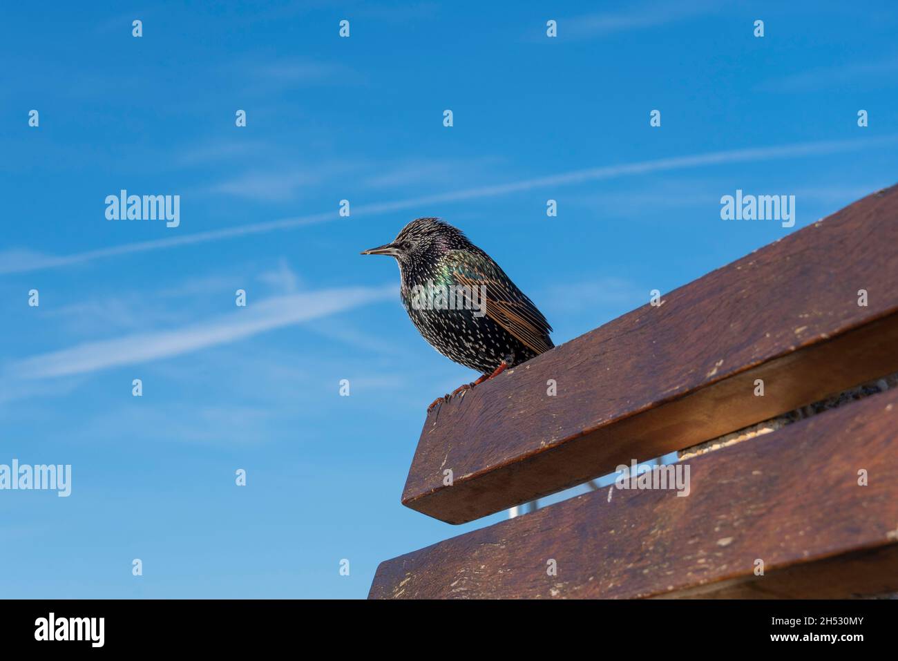 Common Starling, Sturnus Vulgaris, en la parte trasera de un banco de madera, Southend on Sea, Essex, Reino Unido. Cielo azul con espacio para copia Foto de stock