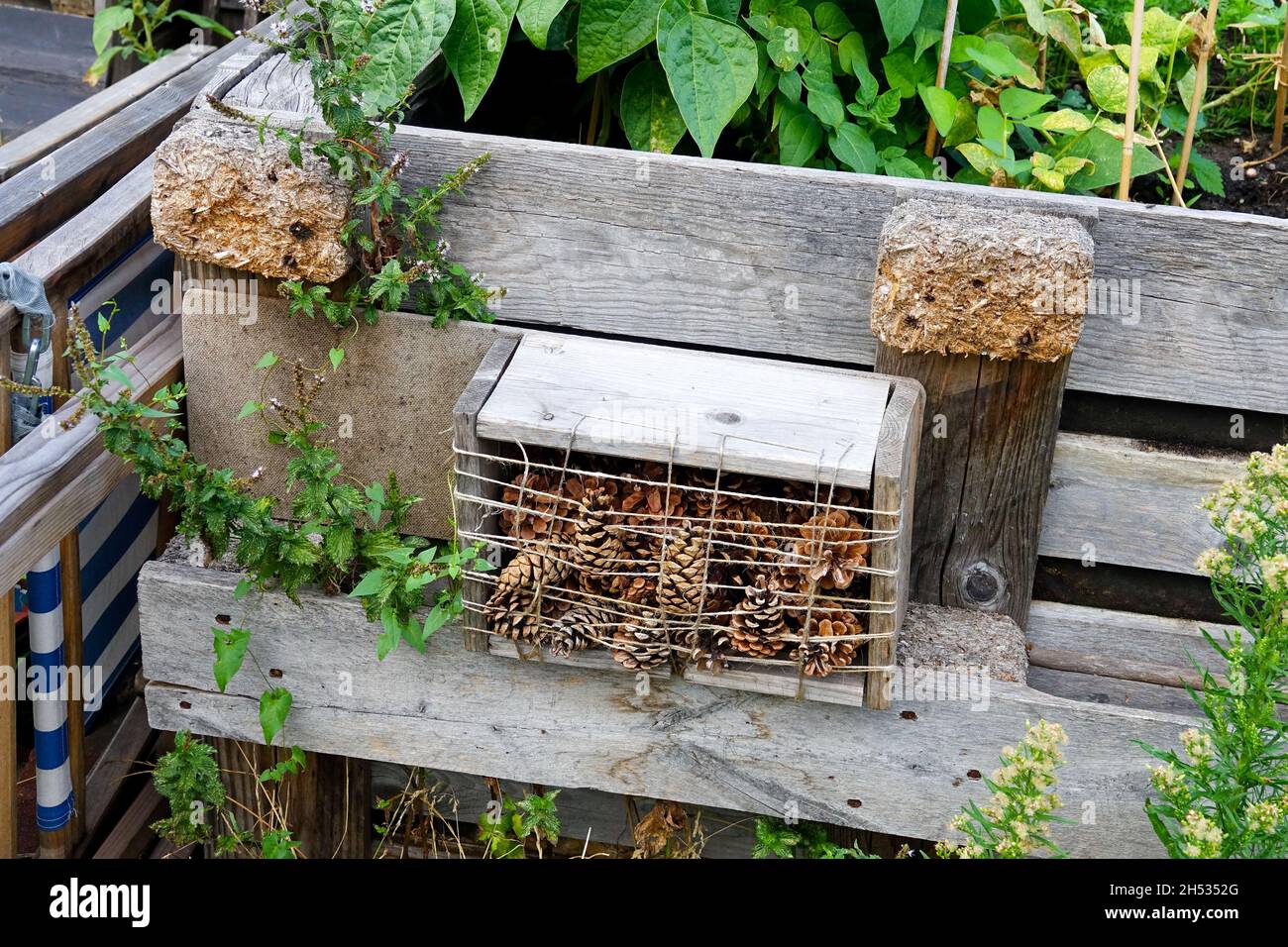Cama elevada de madera en un pequeño jardín con hotel para insectos Foto de stock
