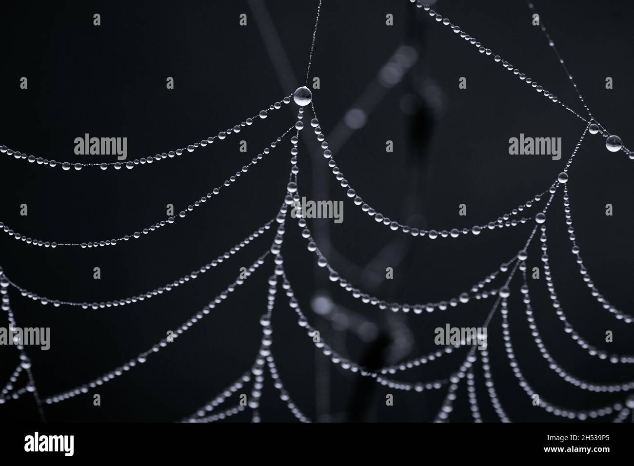 Primer plano de una tela de araña húmeda con muchas perlas pequeñas de gotas de rocío. Foto de stock
