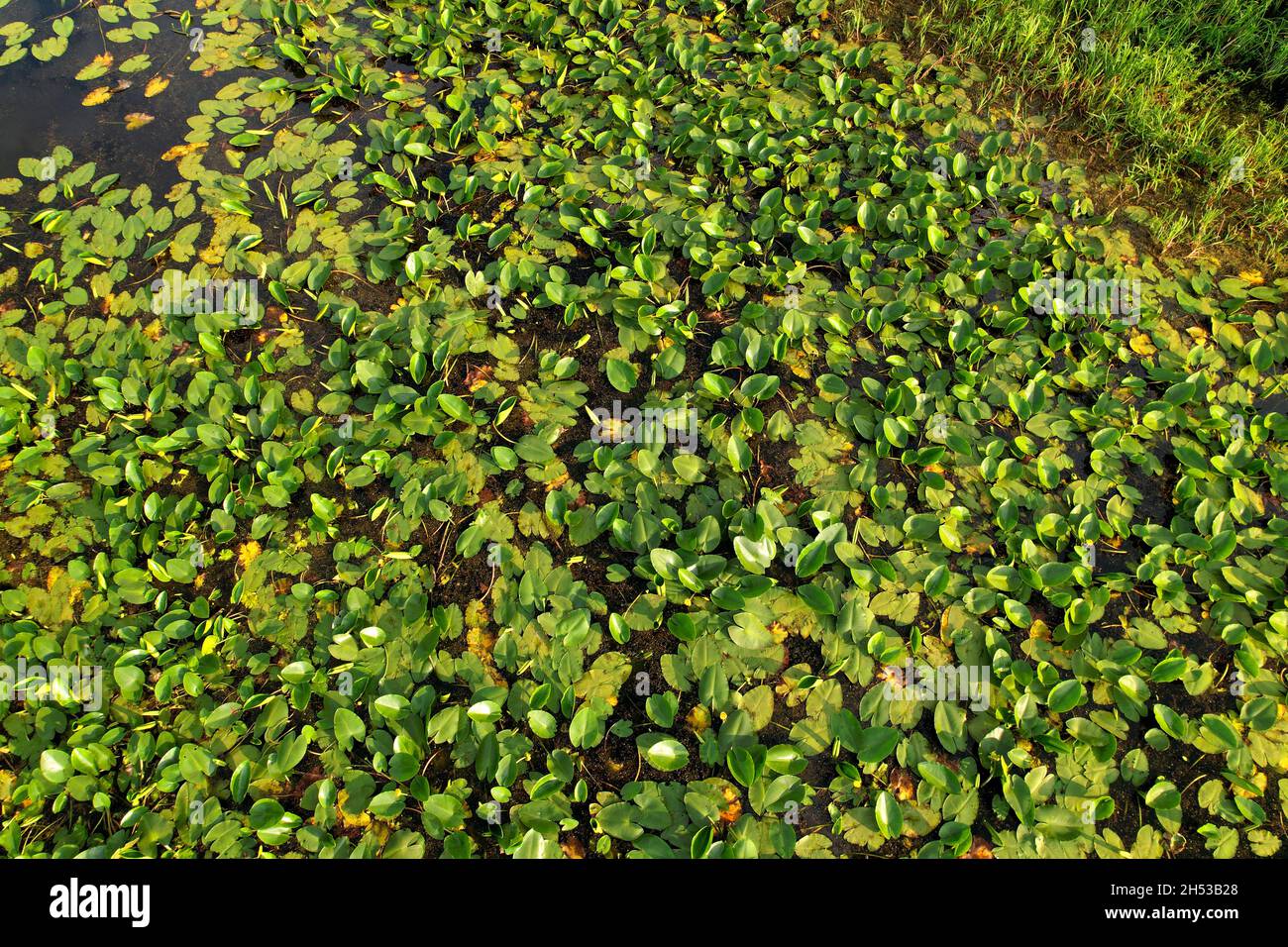 Lirios de agua en el pantano. Flor de lirio de agua amarilla con hojas  verdes en jabalí flotante. Waterlilia en la naturaleza. Plantas acuáticas e  invasivas. Flor salvaje con Fotografía de stock -