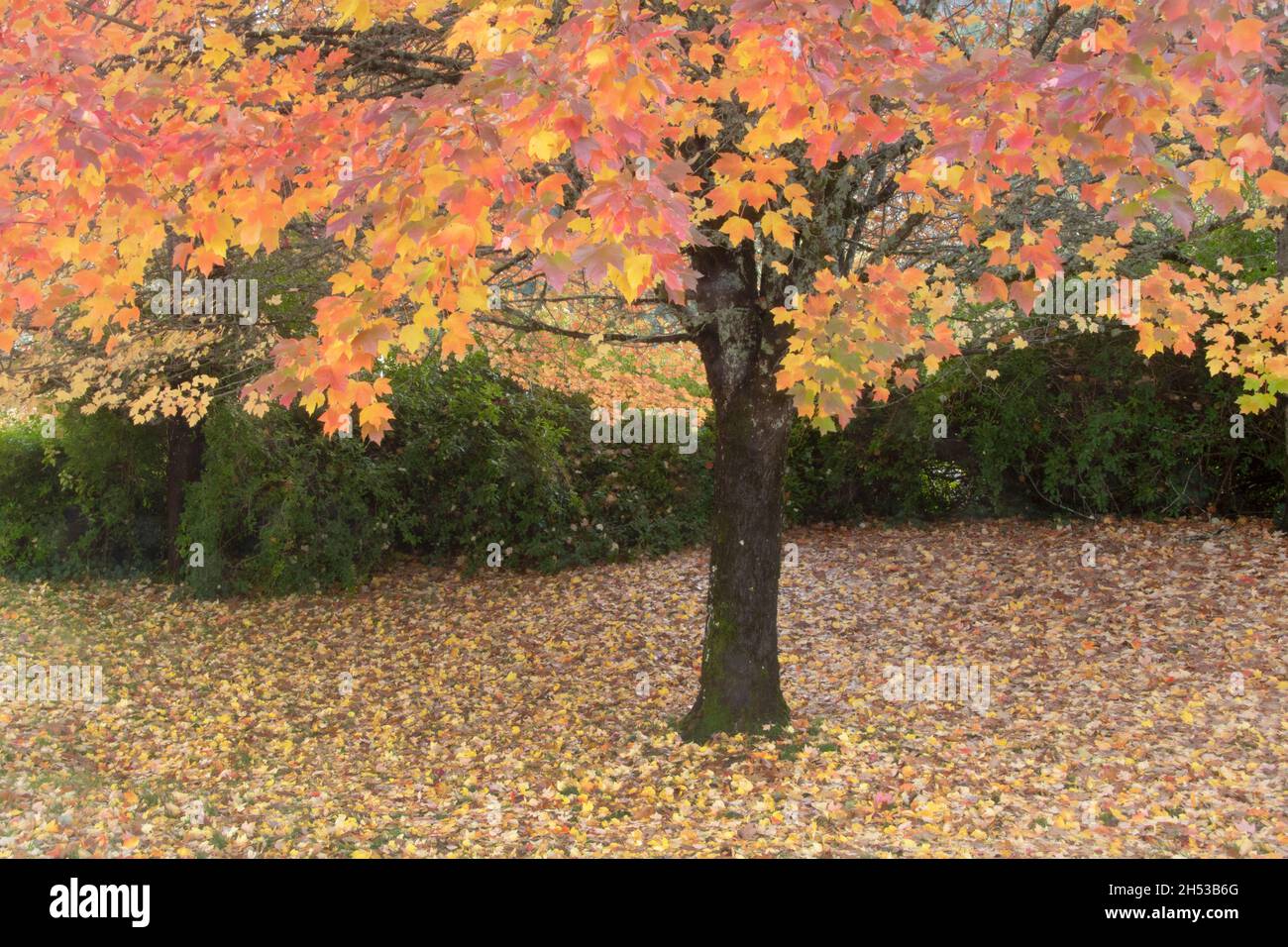 Hojas de otoño de Arce Rojo (Acer rubrum), Oregón Foto de stock