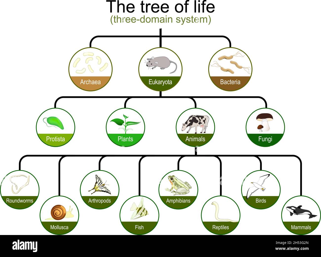 Taxonomía. Clasificación del árbol de la vida. Sistema de tres dominios. Árbol filogenético y simbiogenético de organismos vivos. Orígenes de Archaea, eucariotas Ilustración del Vector