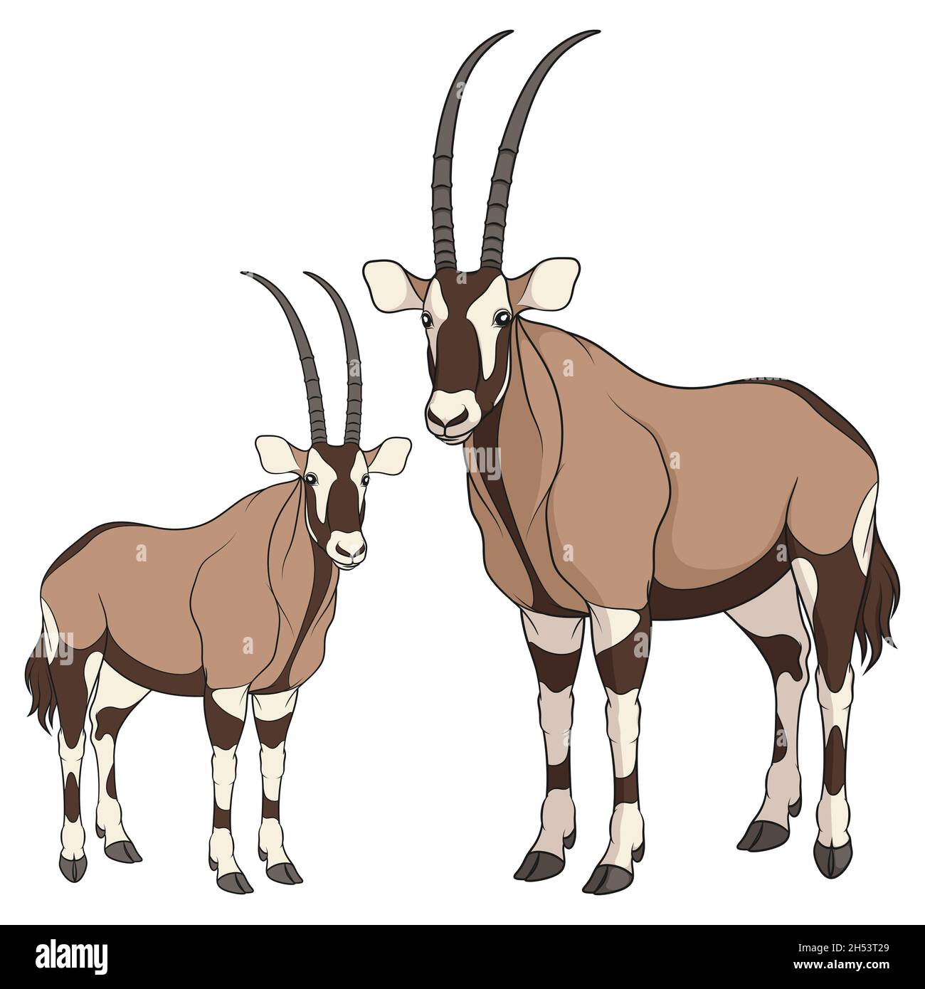 Conjunto de ilustraciones en color con antílope oryx. Objetos vectoriales aislados sobre fondo blanco. Ilustración del Vector