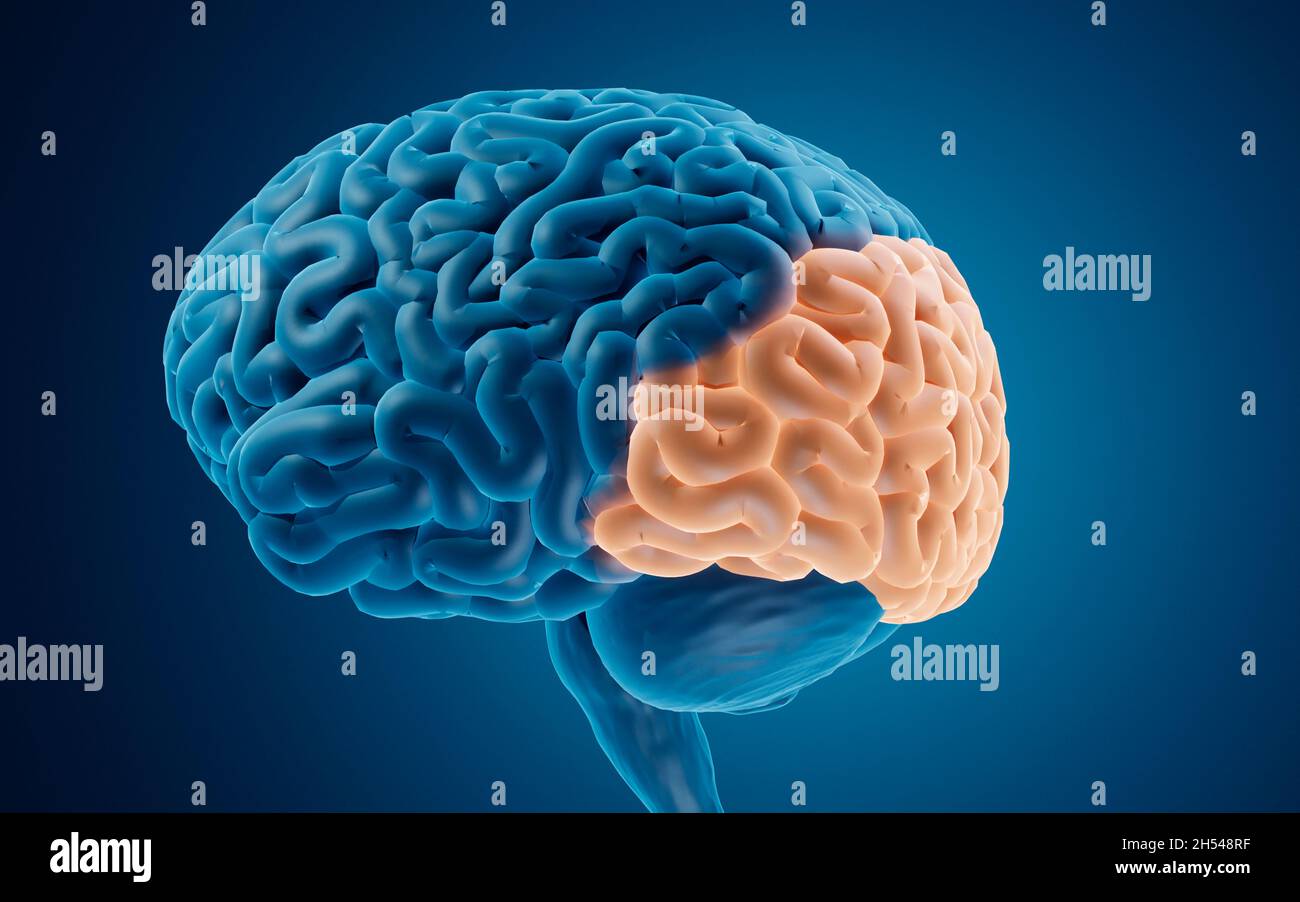 Lóbulo occipital, ilustración Fotografía de stock Alamy