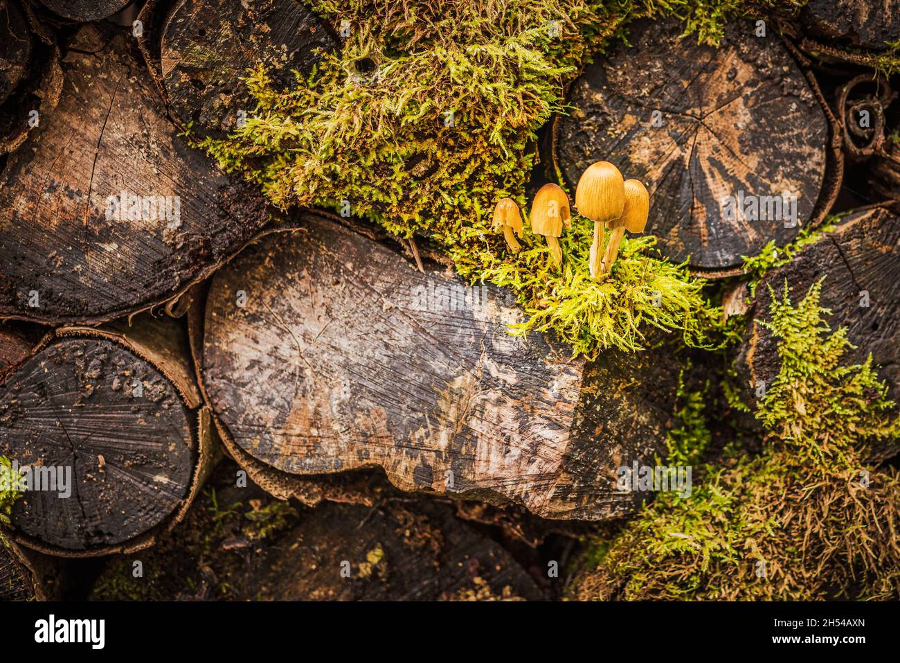 Pila de viejos troncos de árboles cortados en el bosque, sobrecultivados con musgo y champiñones Foto de stock