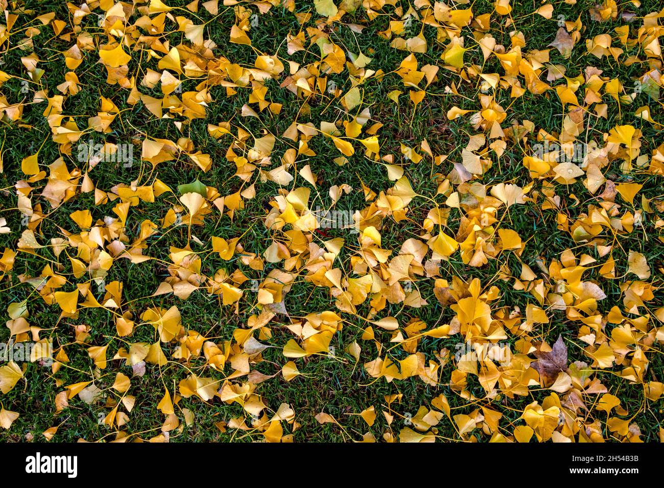 Vista superior de un campo de hierba en el que se encuentran dispersas muchas hojas amarillas de otoño Foto de stock
