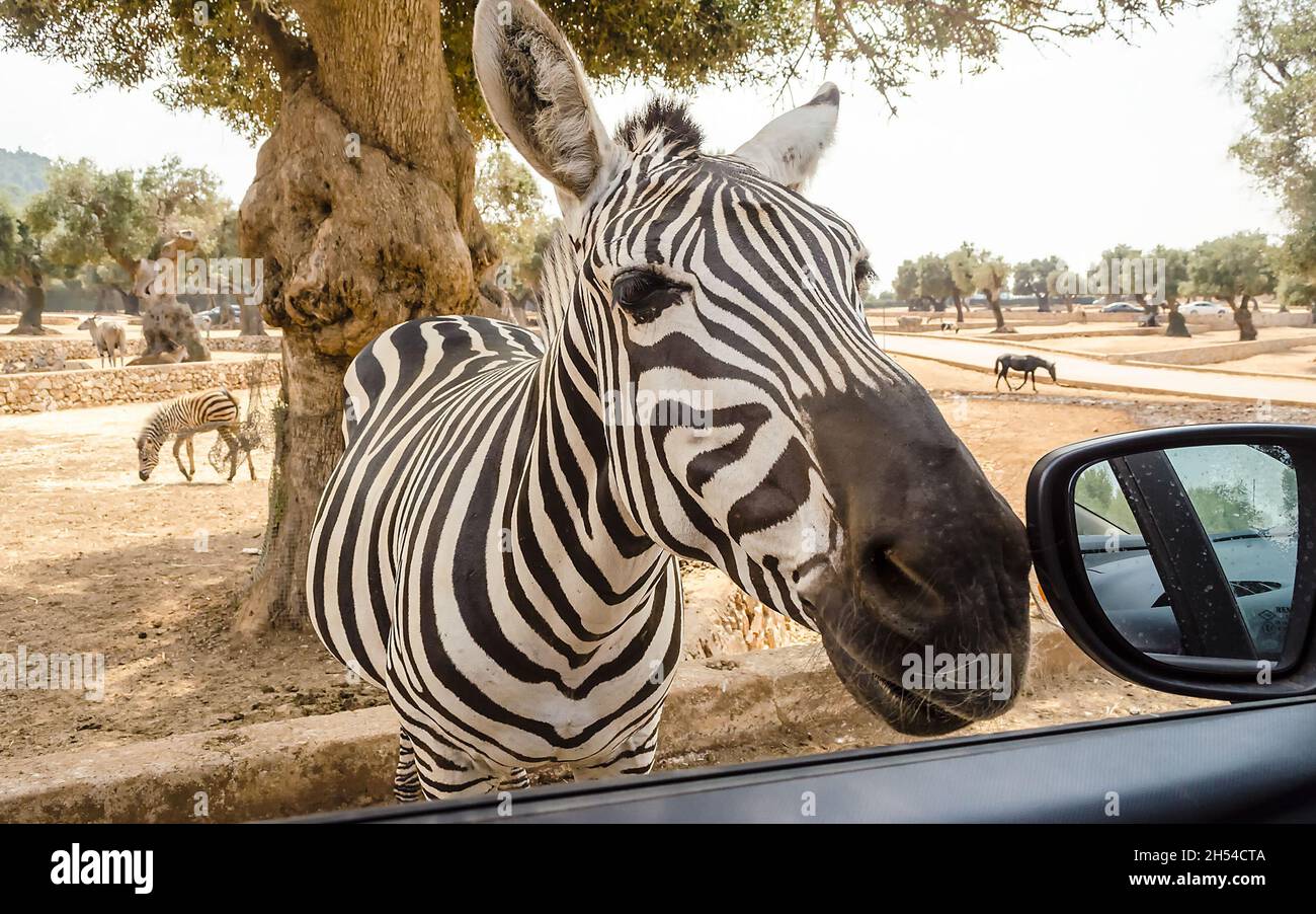 Cebra hambrientos esperando por la comida a través de una ventanilla en el  zoo Fotografía de stock - Alamy