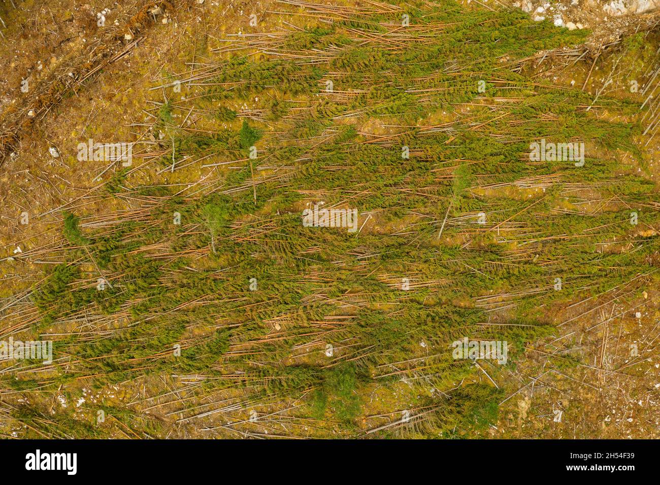 Vista aérea de la cosecha de madera en una ladera cerca de Cannich en las Tierras Altas de Escocia. Foto de stock