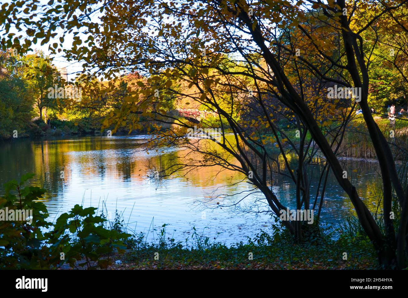 Las hojas coloridas se ven durante el follaje del otoño en Central Park en la ciudad de Nueva York. Foto de stock