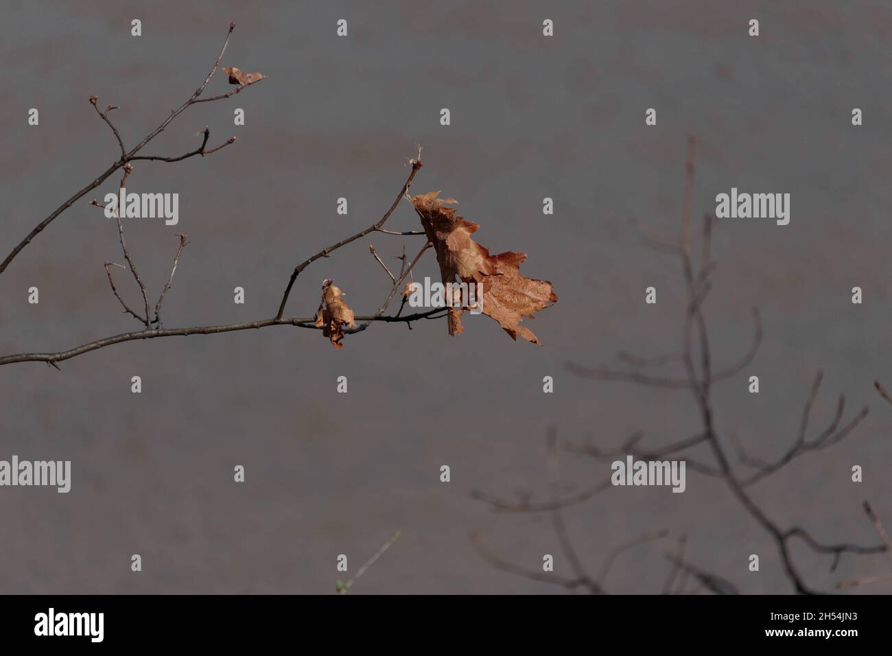 una hoja de roble seca y marchita cuelga precariamente de una rama delgada contra un fondo gris cielo en invierno, con espacio de copia Foto de stock