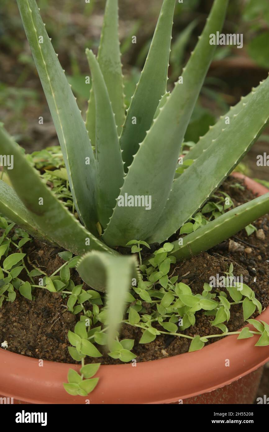 salvador, bahia, brasil - 6 de noviembre de 2021: Planta de Aloe Vera vista  en un jardín en la ciudad de Salvador Fotografía de stock - Alamy