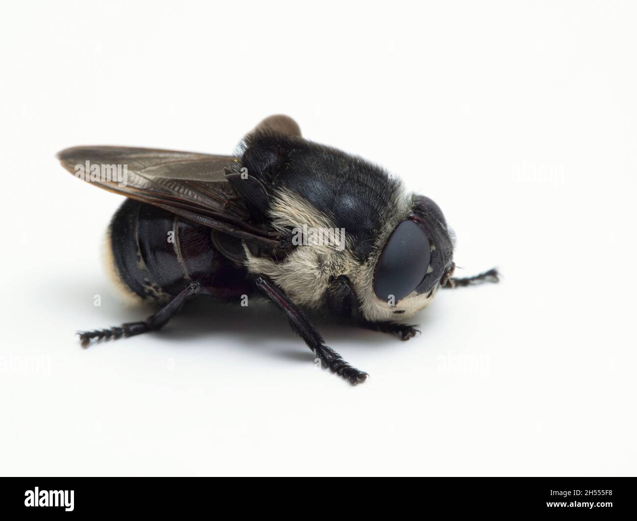 Bot fly larvae fotografías e imágenes de alta resolución - Alamy