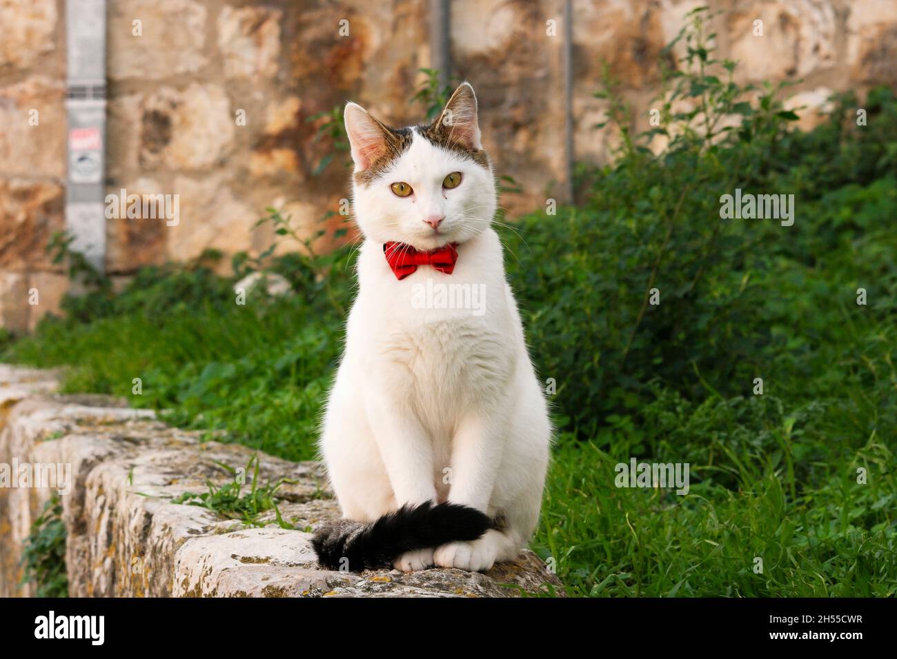 Gato blanco con corbata sentado en una pared en el casco antiguo de Dubrovnik (Dalmacia, Croacia) Foto de stock