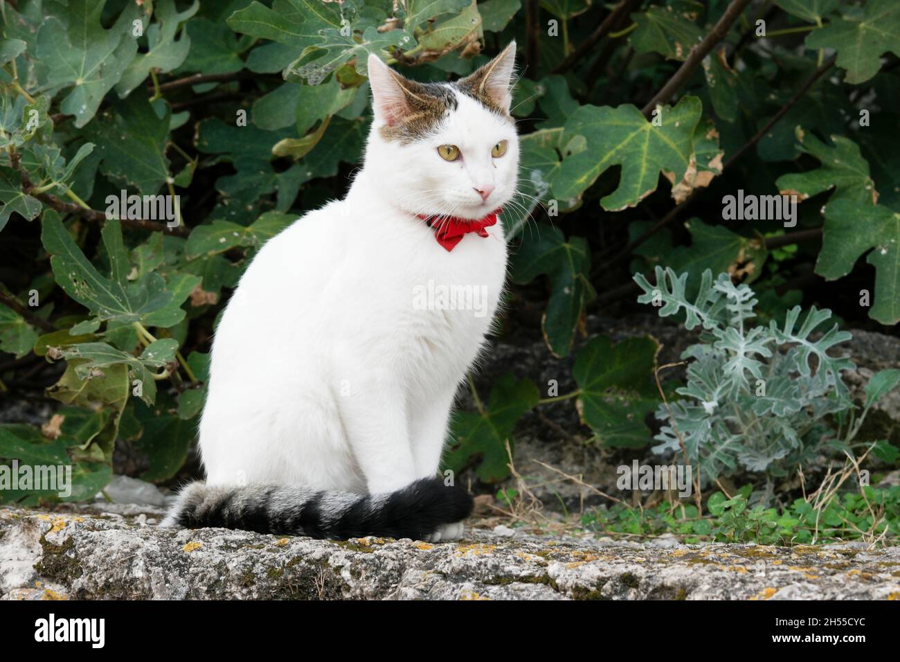 Gato blanco con corbata sentado en una pared en el casco antiguo de Dubrovnik (Dalmacia, Croacia) Foto de stock