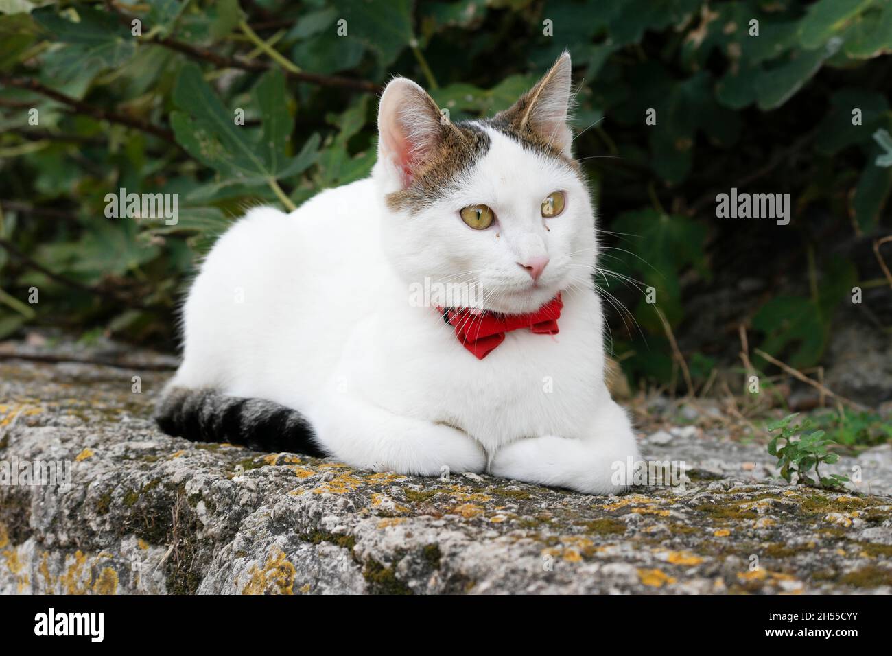 Gato blanco con corbata sentado en una pared en el casco antiguo de Dubrovnik (Dalmacia, Croacia) Foto de stock