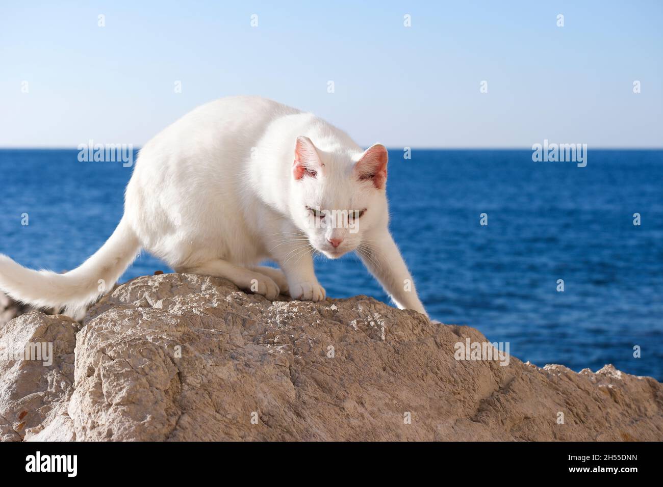 Gato blanco sobre rocas en el mar adriático frente al casco antiguo de Dubrovnik (Dalmacia, Croacia) Foto de stock