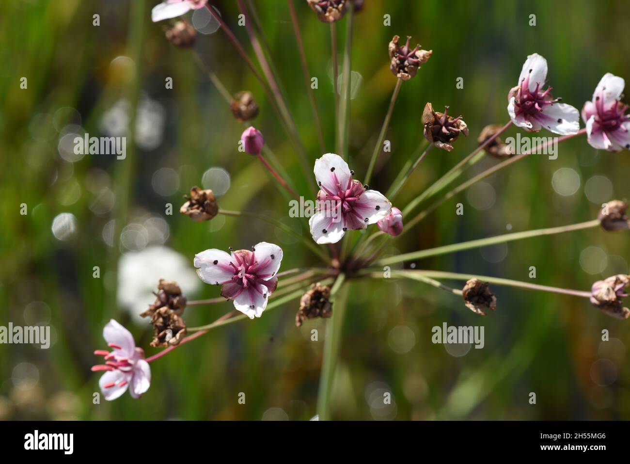 Schwanenblume, Butomus umbellatus ist eine froschloeffelartige Wasserpflanze mit rosa Blueten. La flor del cisne, Butomus umbellatus, es un aquat en forma de rana Foto de stock