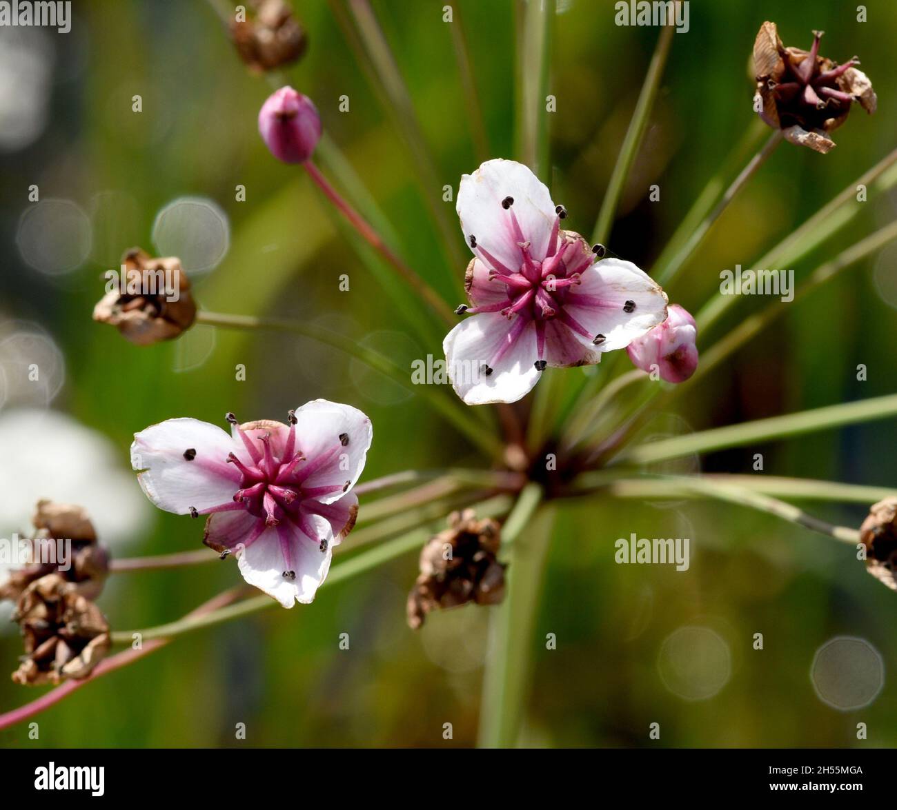 Schwanenblume, Butomus umbellatus ist eine froschloeffelartige Wasserpflanze mit rosa Blueten. La flor del cisne, Butomus umbellatus, es un aquat en forma de rana Foto de stock