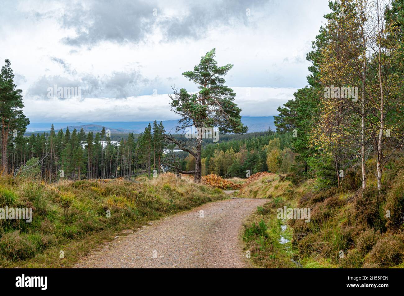 Camino remoto de tierra forestal en los Cairngorms de Escocia Foto de stock