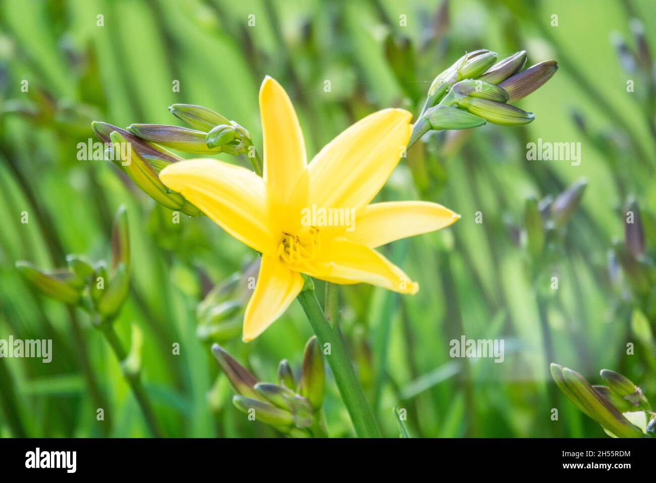 Primer plano de la flor de lirio amarillo. Hemerocallis también se llama  Lirio de limón, Lirio Amarillo, Hemerocallis flava. Flor de lirio amarilla,  conocida como Lilium parryi, b Fotografía de stock -