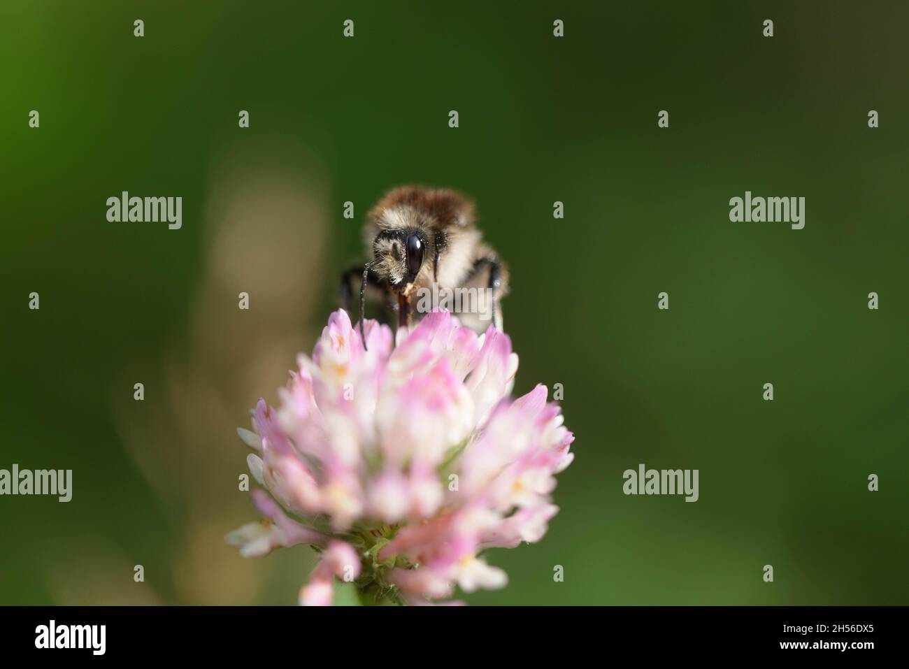 Bombus sylvarum, la abeja cardadora o la abeja cardadora de knapweed Foto de stock