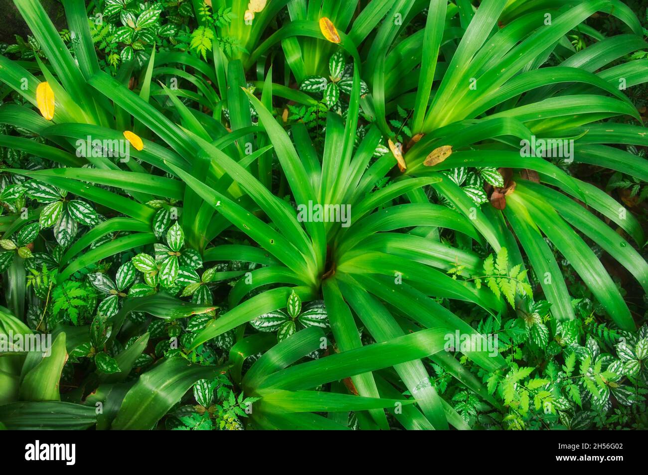 Un fondo natural de pilea cadierei y el lirio caribeño parte dentro de la zona escénica de liu xiang en chengdu china, provincia de sichuan. Foto de stock