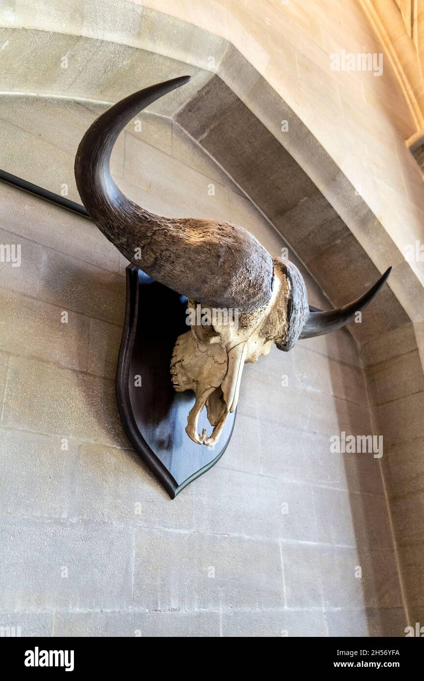 Monte en el cráneo de búfalo de cabo colgado en la pared en el Castillo de Arundel, West Sussex, Reino Unido Foto de stock