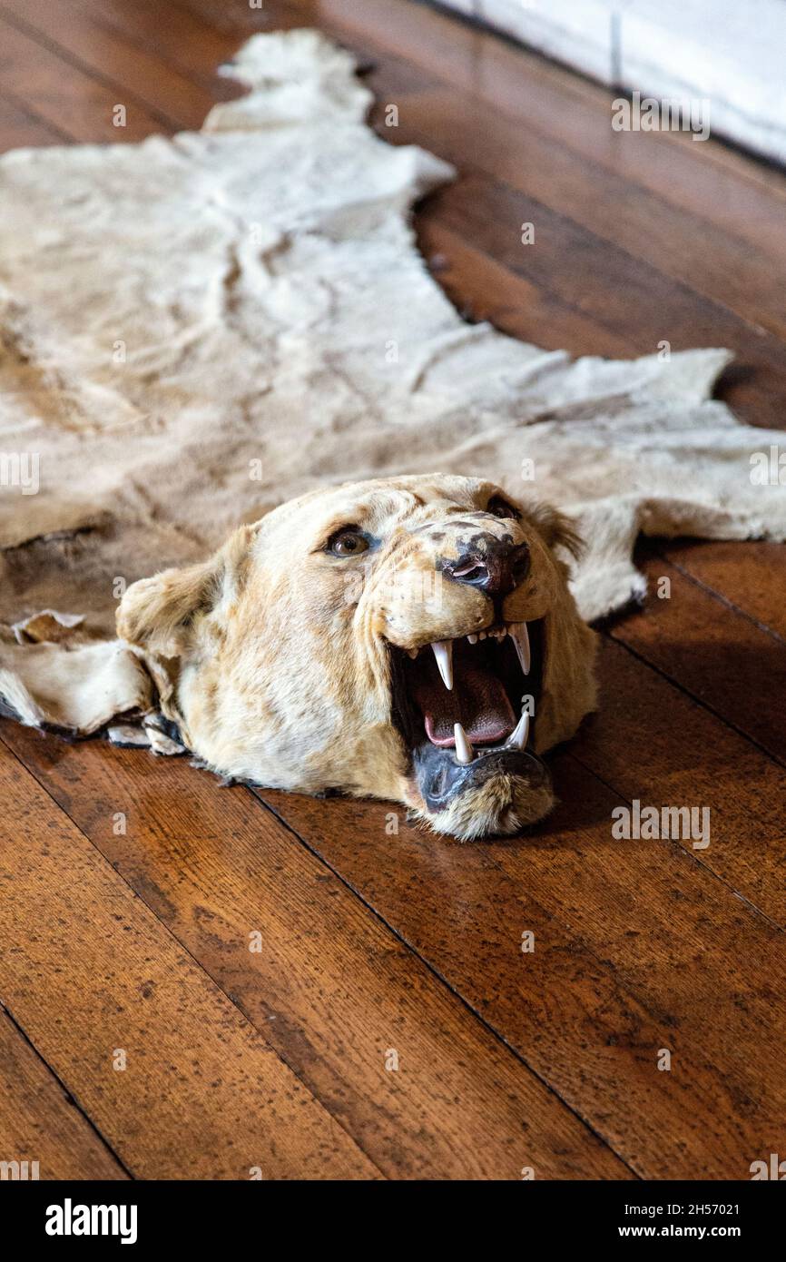 Alfombra de piel de león en el castillo de Arundel Arundel, REINO UNIDO Foto de stock