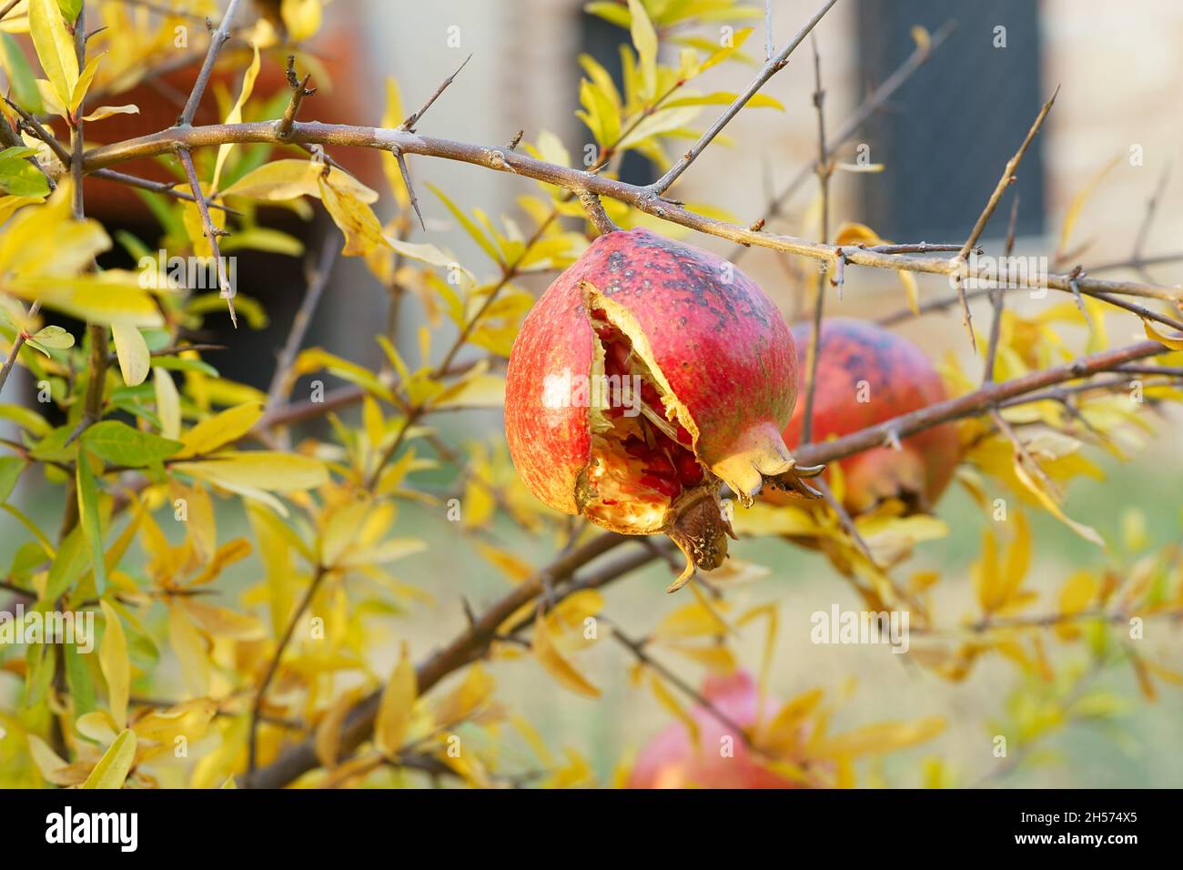 Se divide la granada abierta, con semillas jugosas rojas dentro de ella, colgando en la rama verde en el jardín en San Giovanni d'Asso, Siena, Toscana, Italia Foto de stock