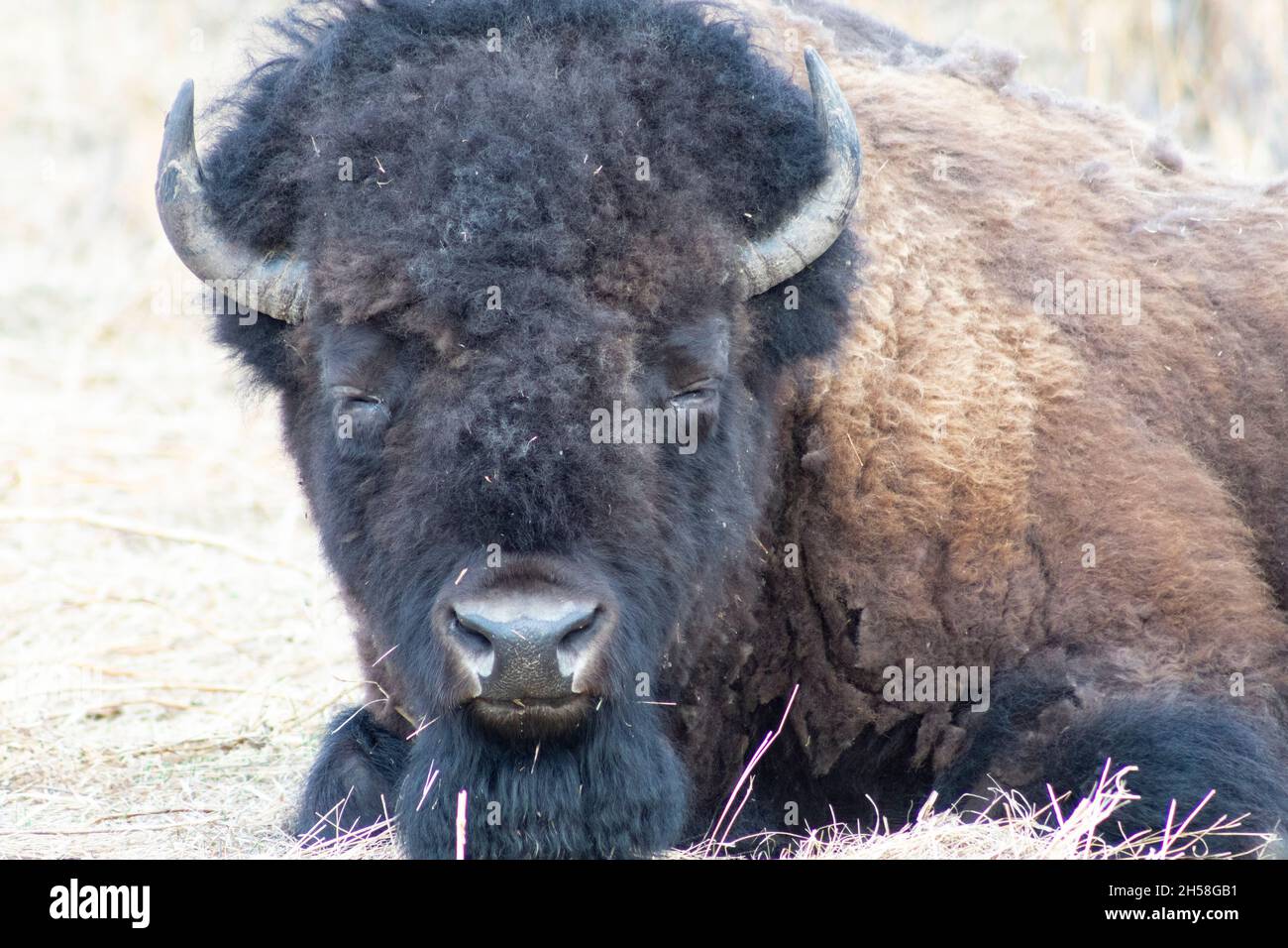 Primer plano de la cabeza de bisonte y hombros mientras se coloca en paja. Ojos cerrados en su mayoría Foto de stock