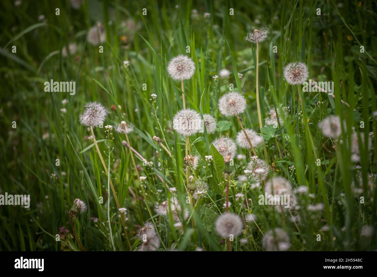 Imagen de flores blancas esponjosas de diente de león. Taraxacum es un género grande de plantas con flores perteneciente a la familia Asteraceae, que consiste en especies comunes Fotografía de stock - Imagen de flores blancas esponjosas de diente de león. Taraxacum es un género grande de plantas con flores perteneciente a la familia Asteraceae, que consiste en especies comunes Fotografía de stock -