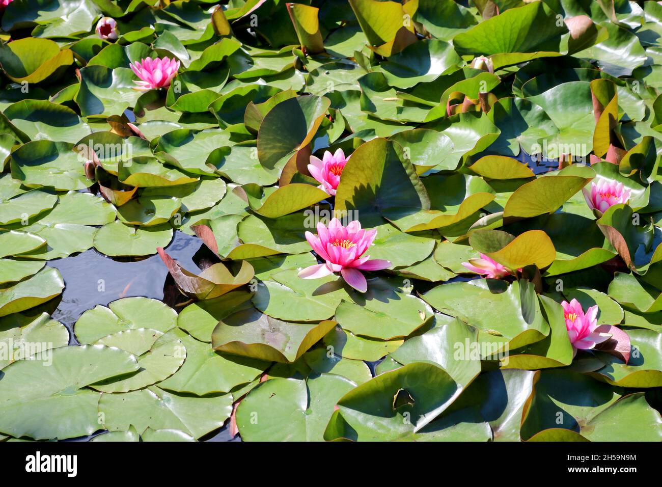 Los lirios de agua rosados florecen en un estanque del bosque. Planta  acuática de loto, hermosas flores, fondo natural. Primer plano Fotografía de  stock - Alamy