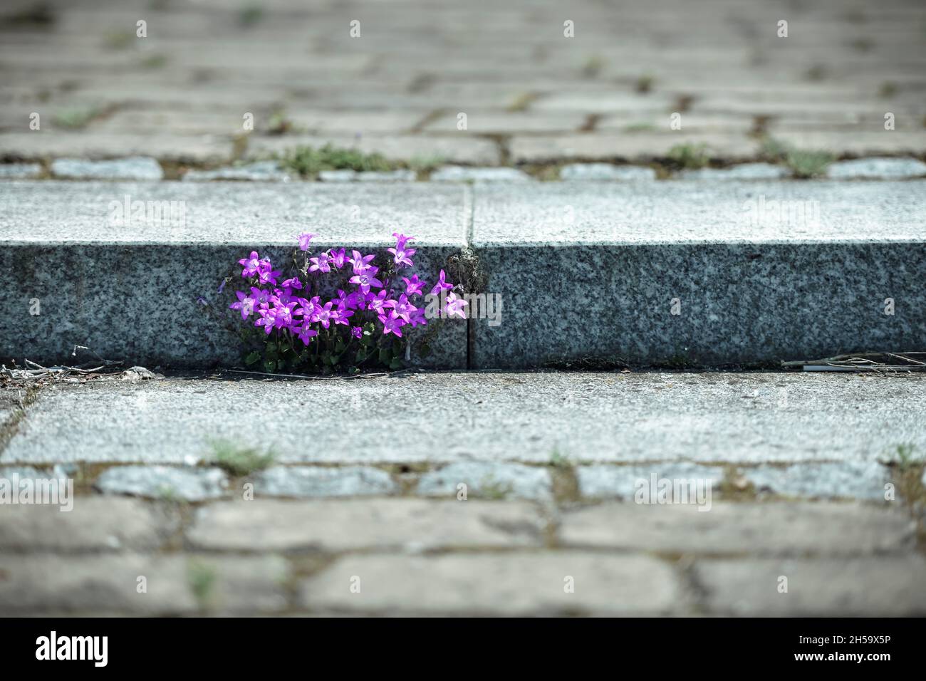 Glockenblume, Campanula, wächst an einer Treppe Foto de stock