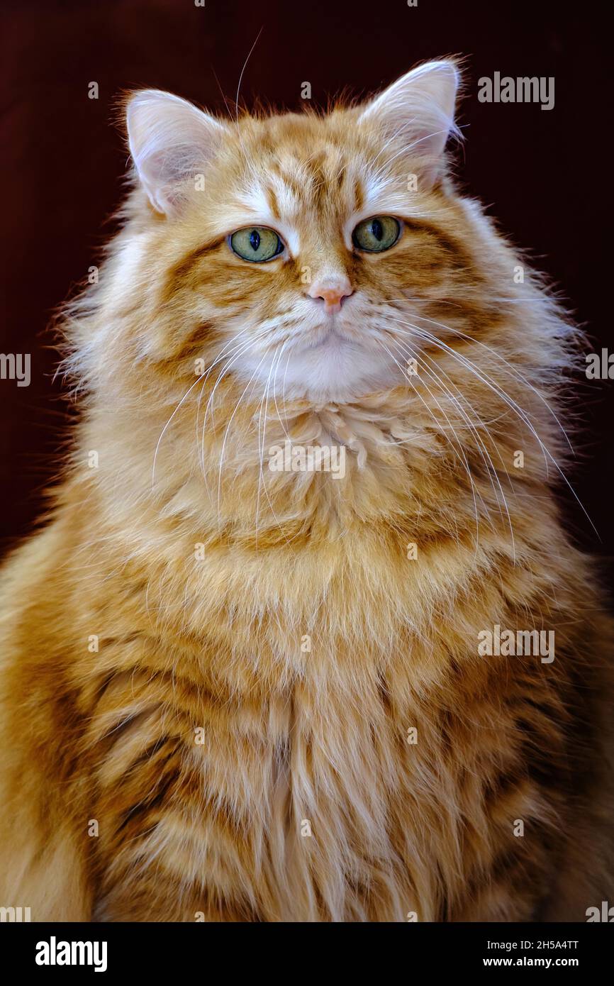 retrato de gato siberiano pelado de jengibre con ojos amarillos sobre fondo oscuro Foto de stock