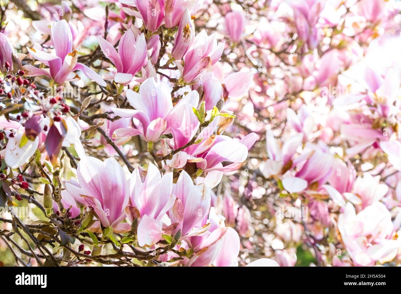 muchas flores de color rosa de magnolia en un árbol Foto de stock