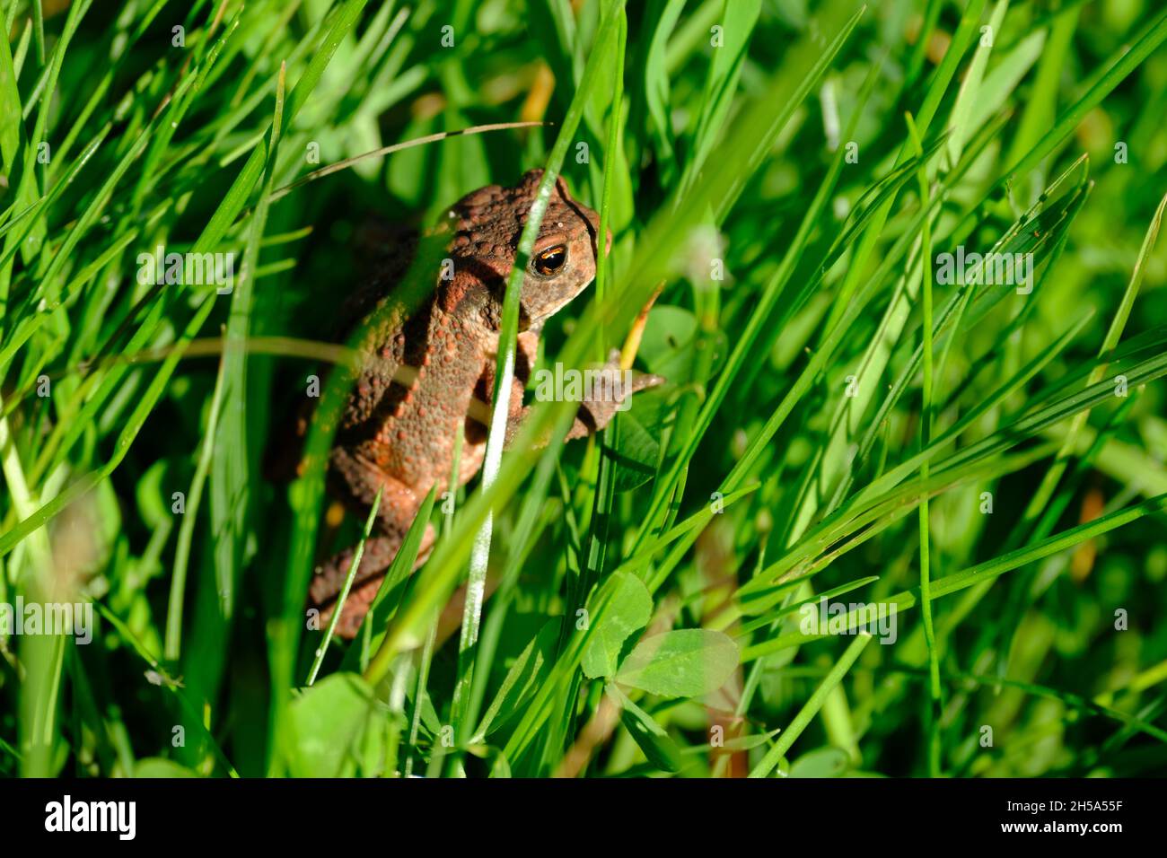 rana marrón en hierba verde mirando con ojo amarillo Foto de stock