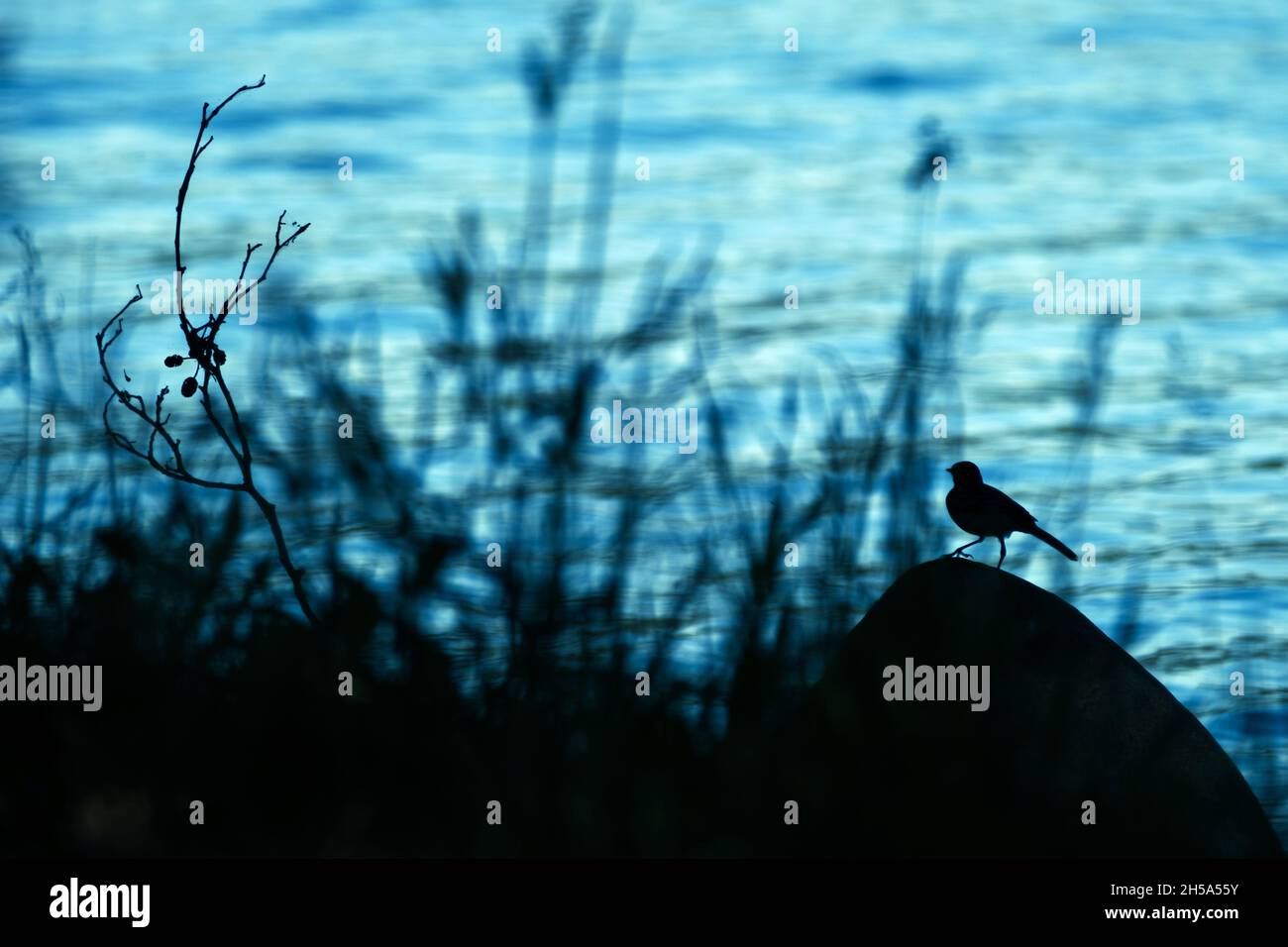 un pequeño pájaro al lado del lago al atardecer Foto de stock