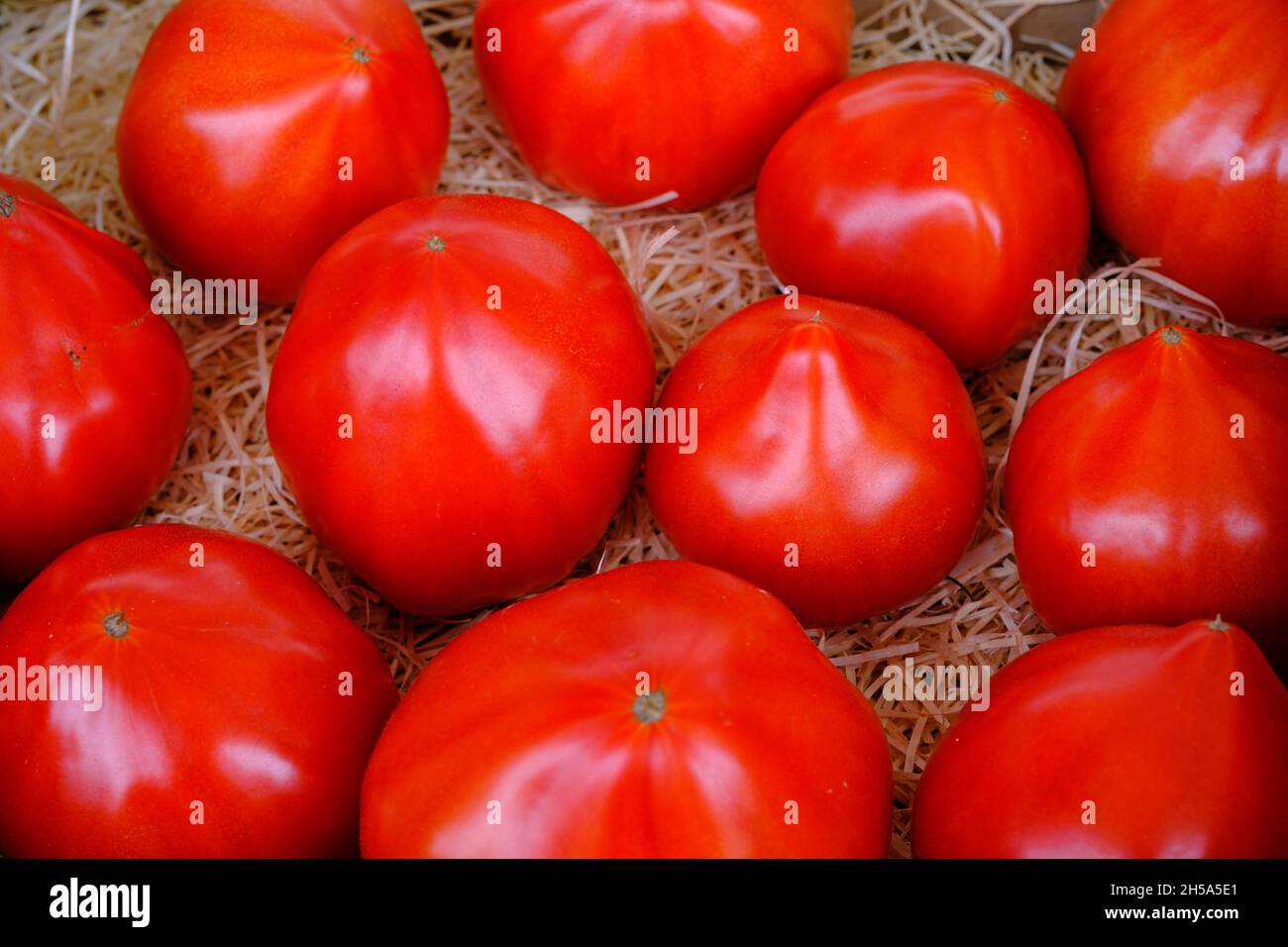 muchos tomates rojos en virutas de madera protectoras Foto de stock